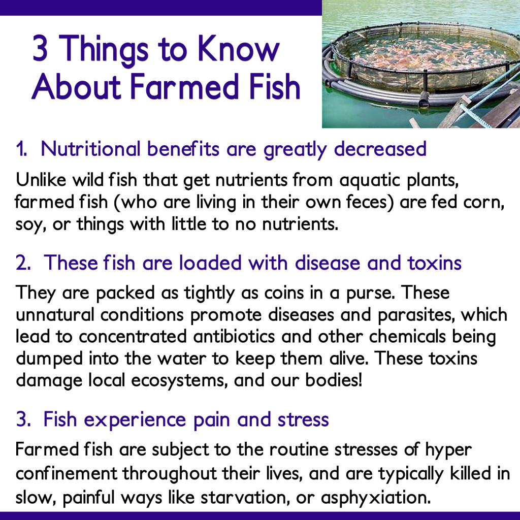 health dangers: farmed fish