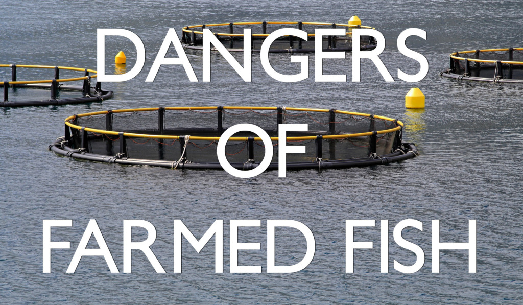 health dangers: farmed fish