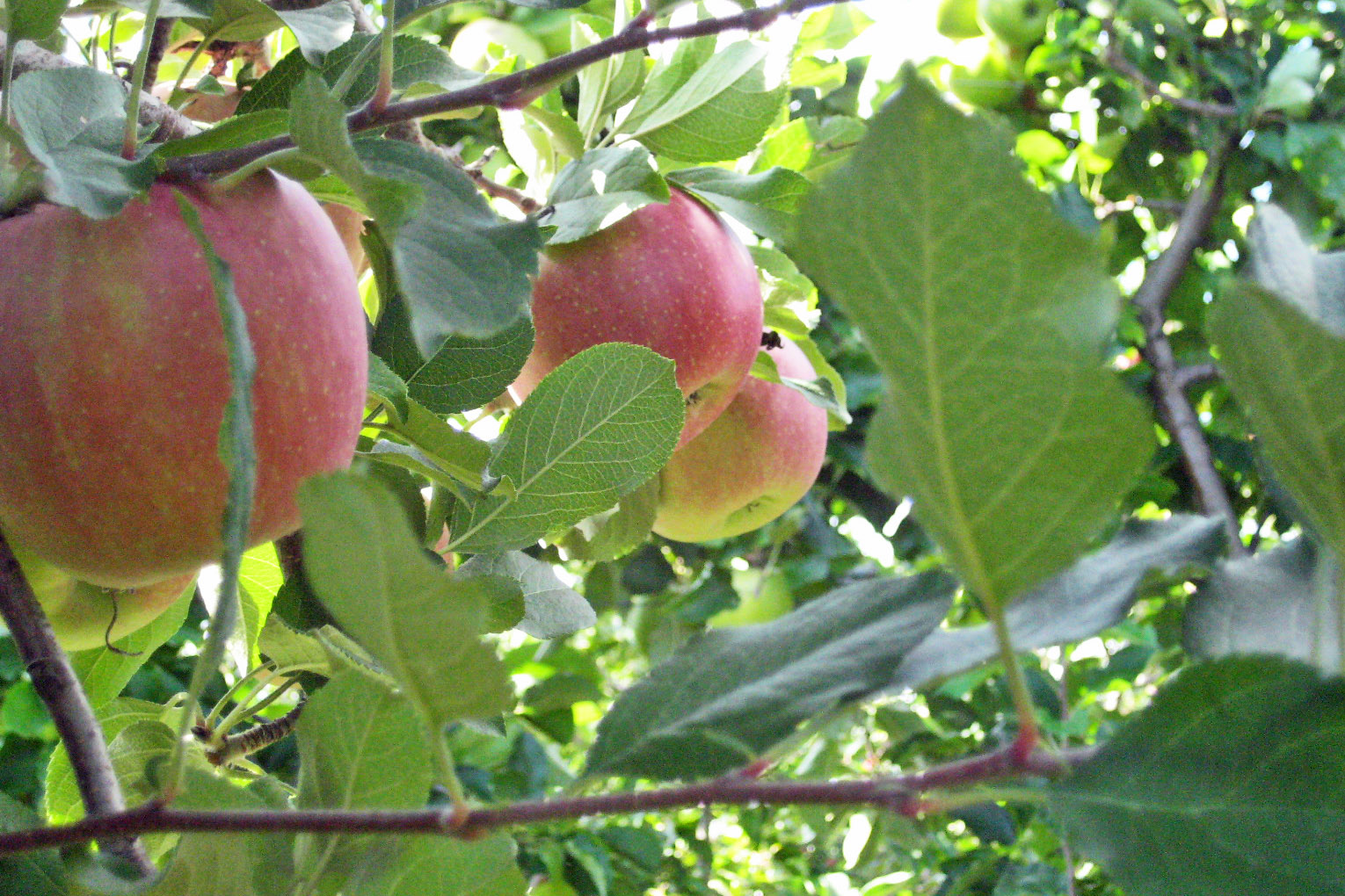 apple picking 2