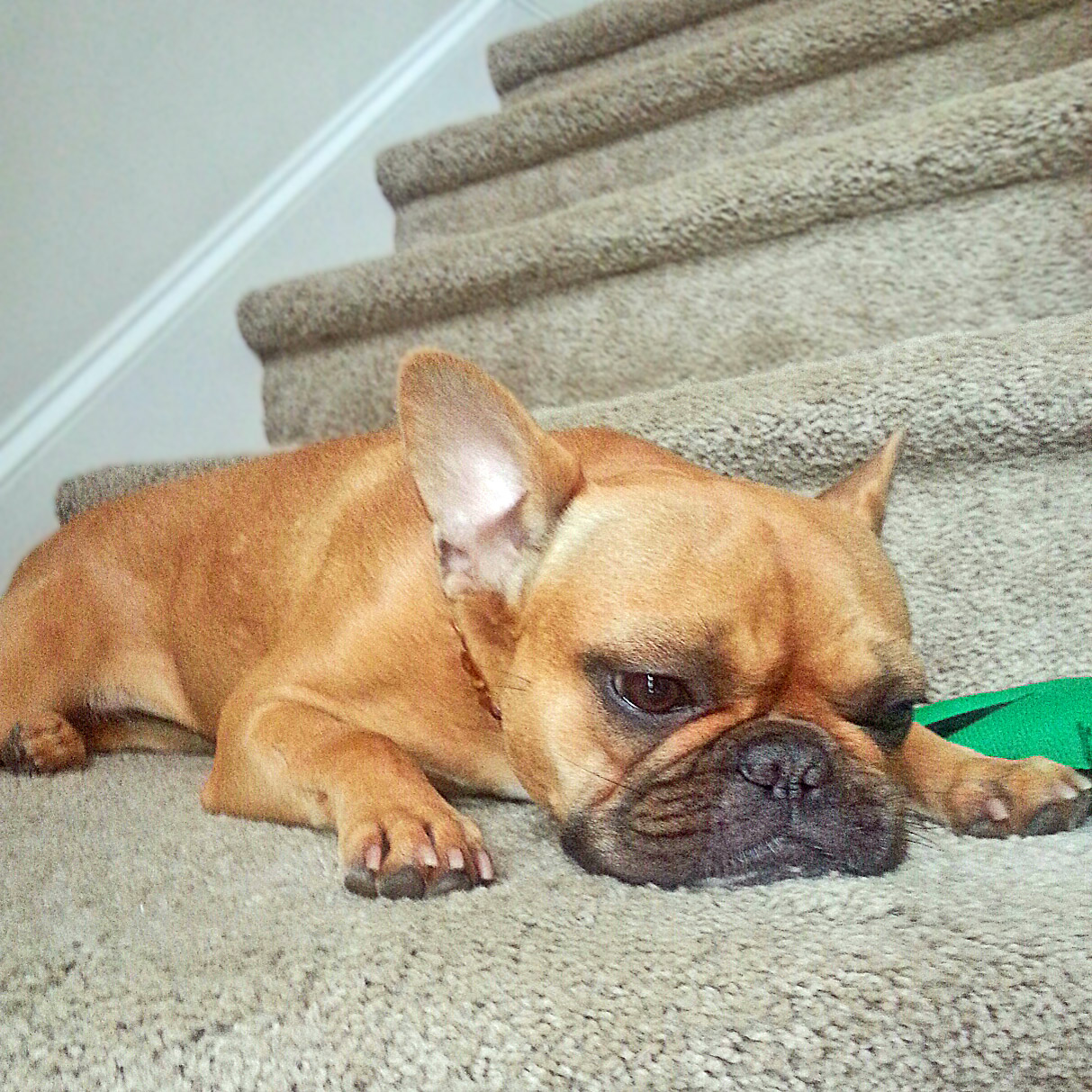 Tired Maddie How to Regain Your Energy