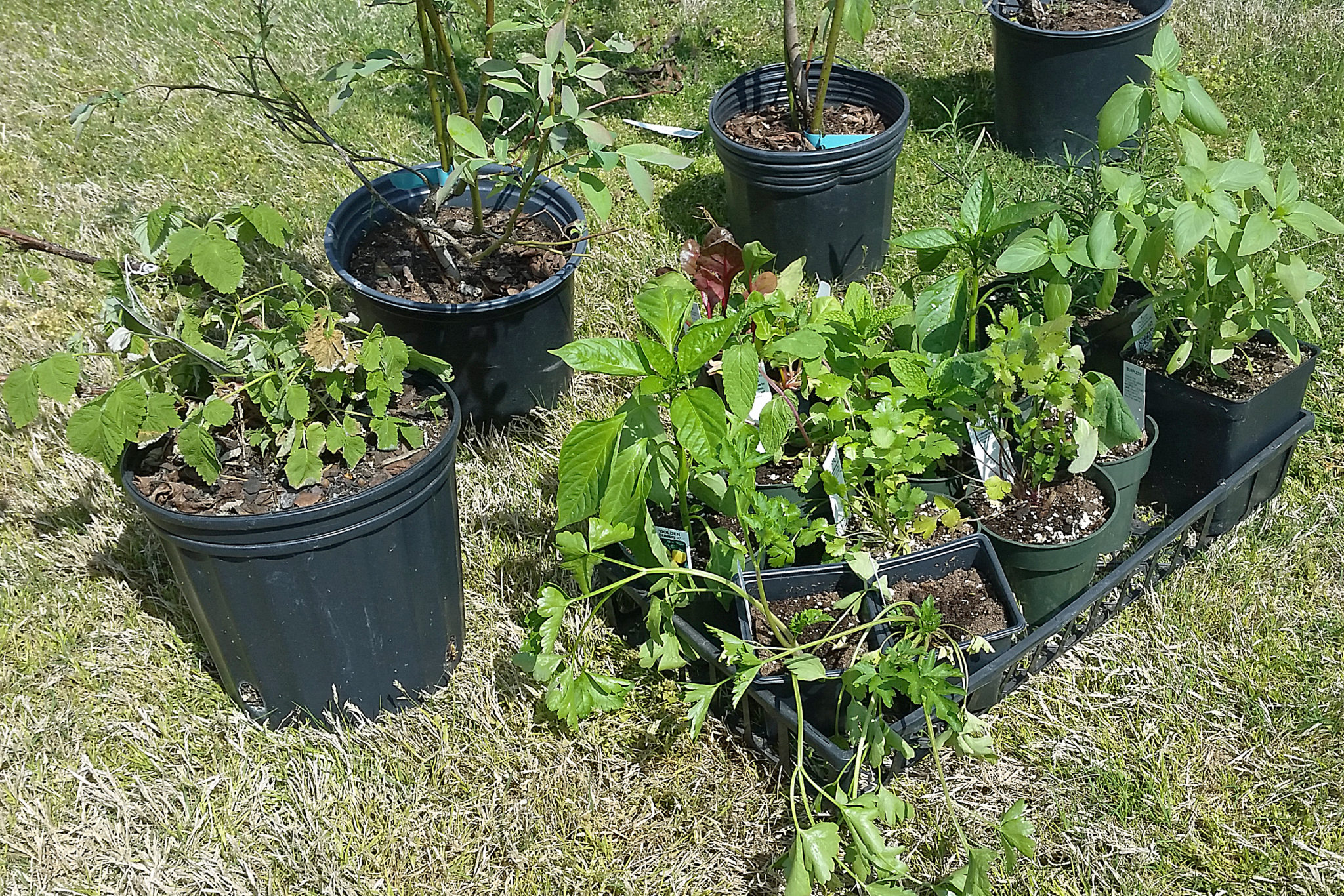 my first organic garden