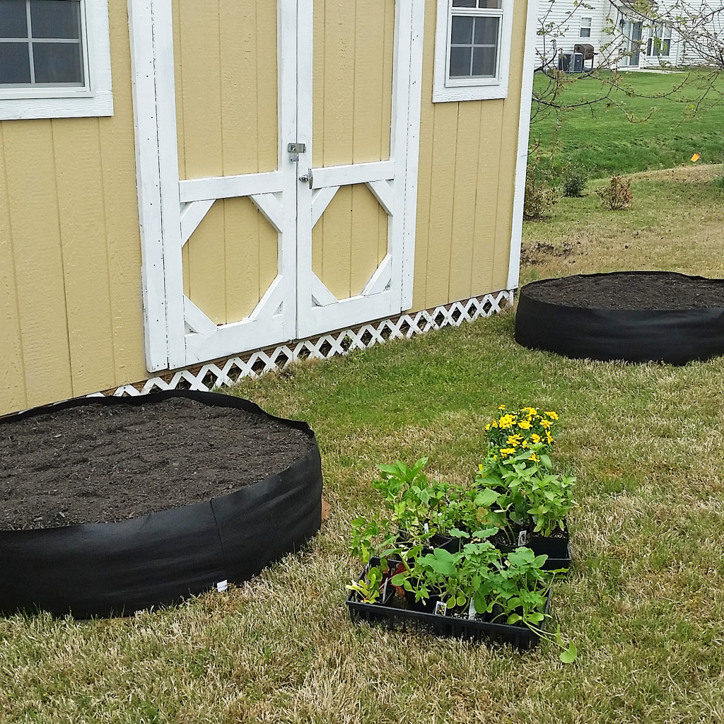 my first organic garden
