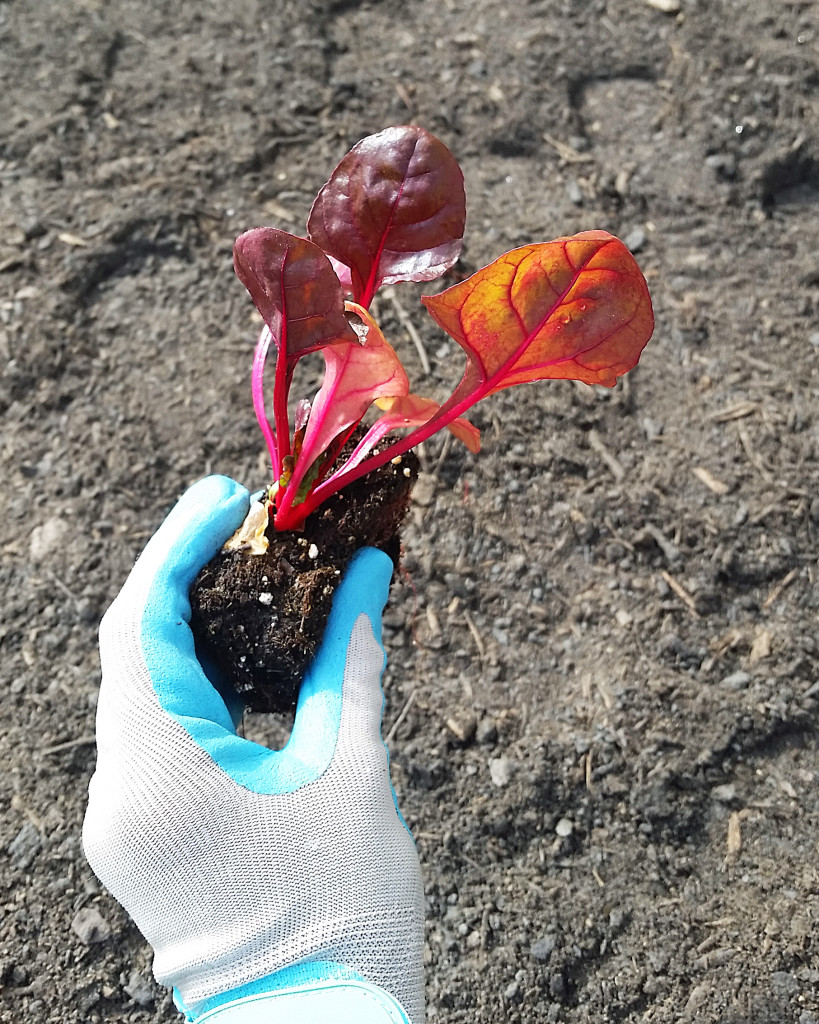 my first organic garden