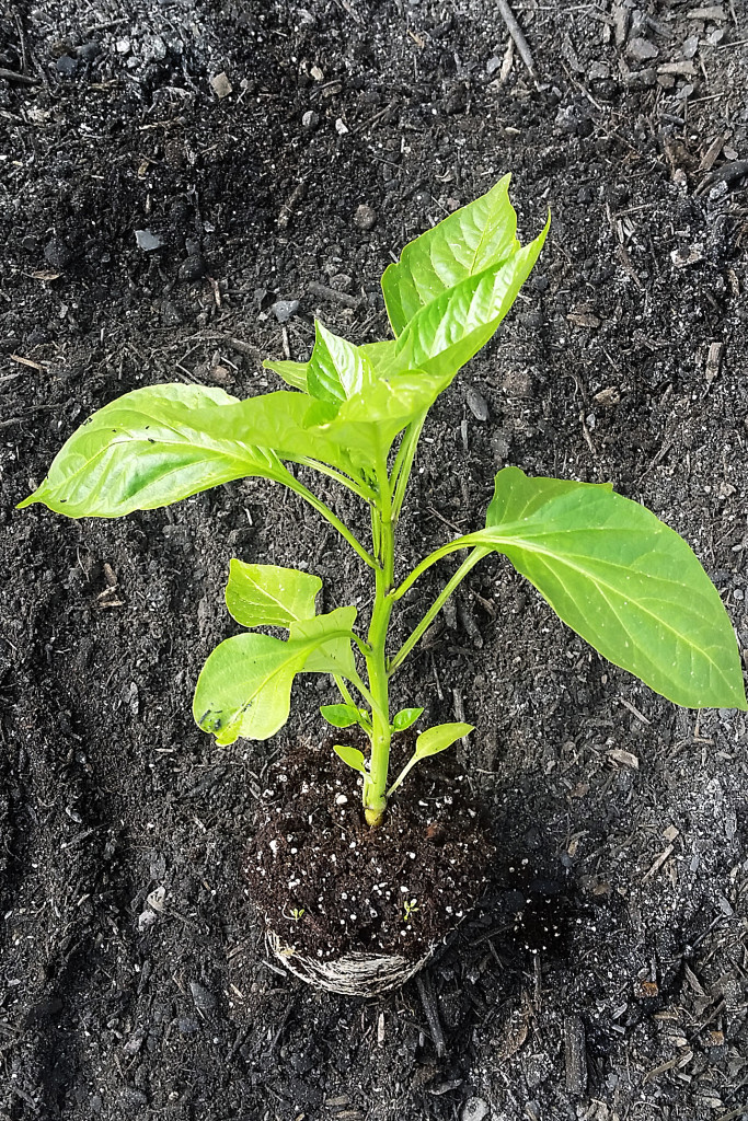 my first organic garden