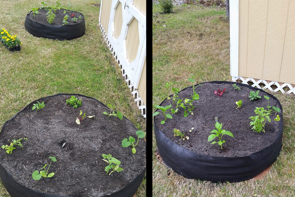 my first organic garden