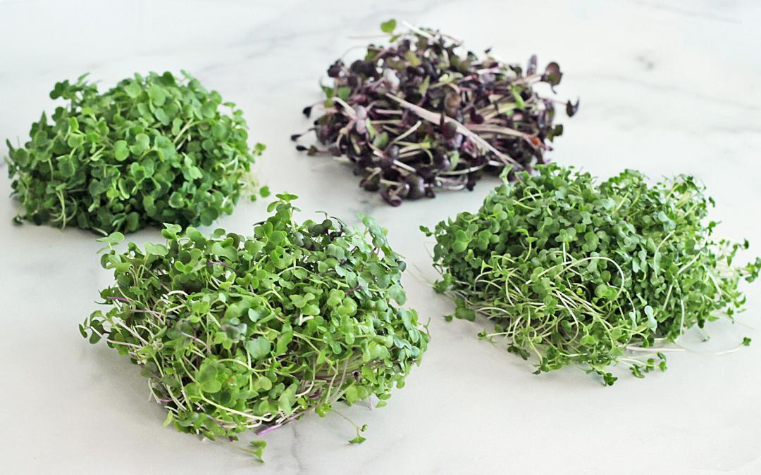 Get to Know Microgreens!